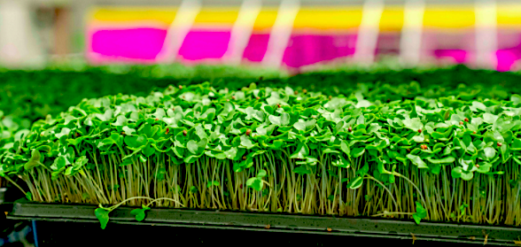 Nova Scotia Vertical farming